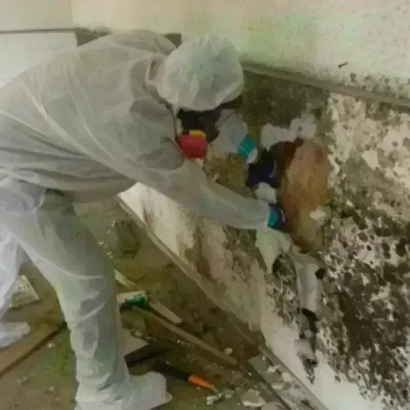 Mold Remediation and Removal in Olympia, WA